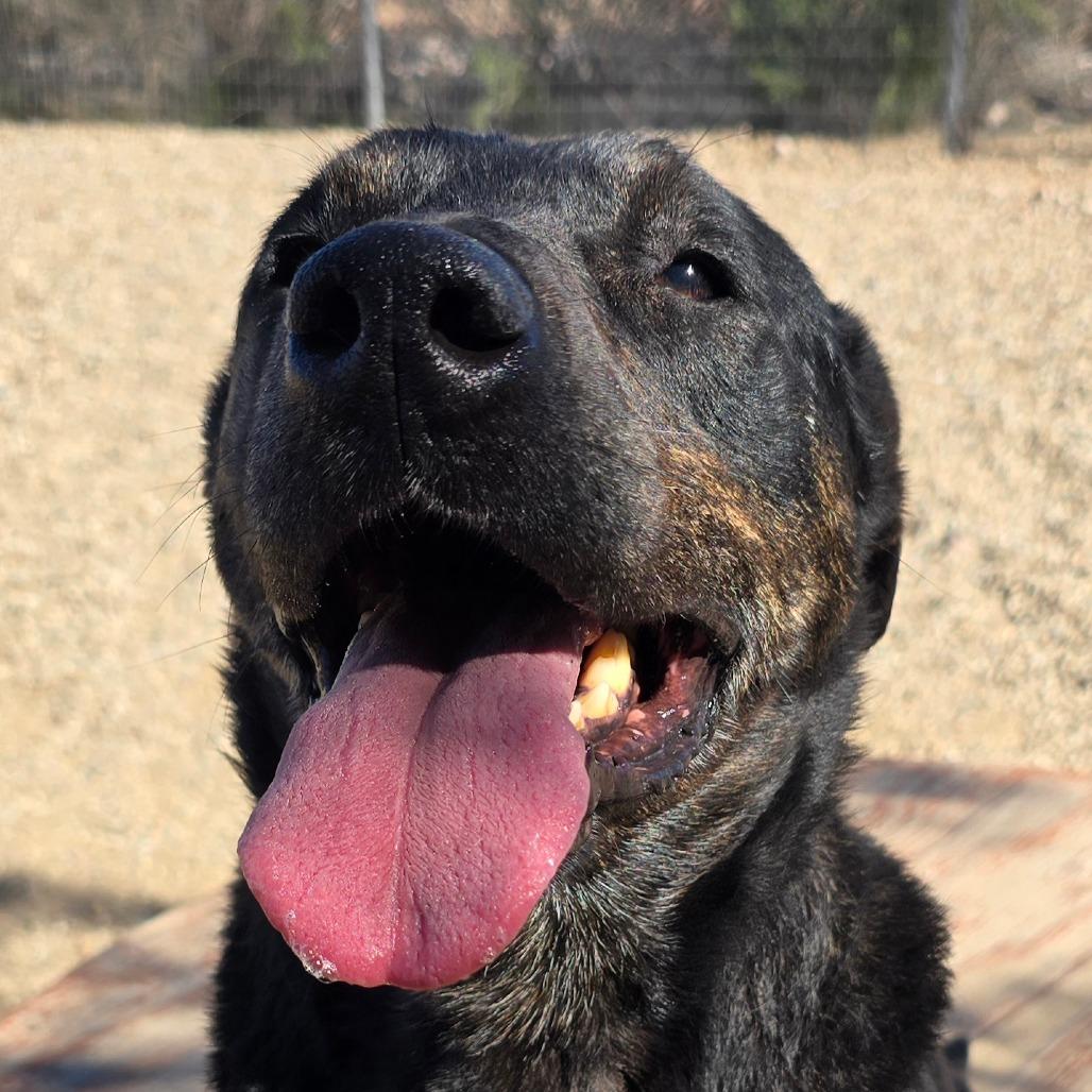 Enlarge Stockman, a Adoptable Mixed Breed in Wickenburg, AZ image 6/6