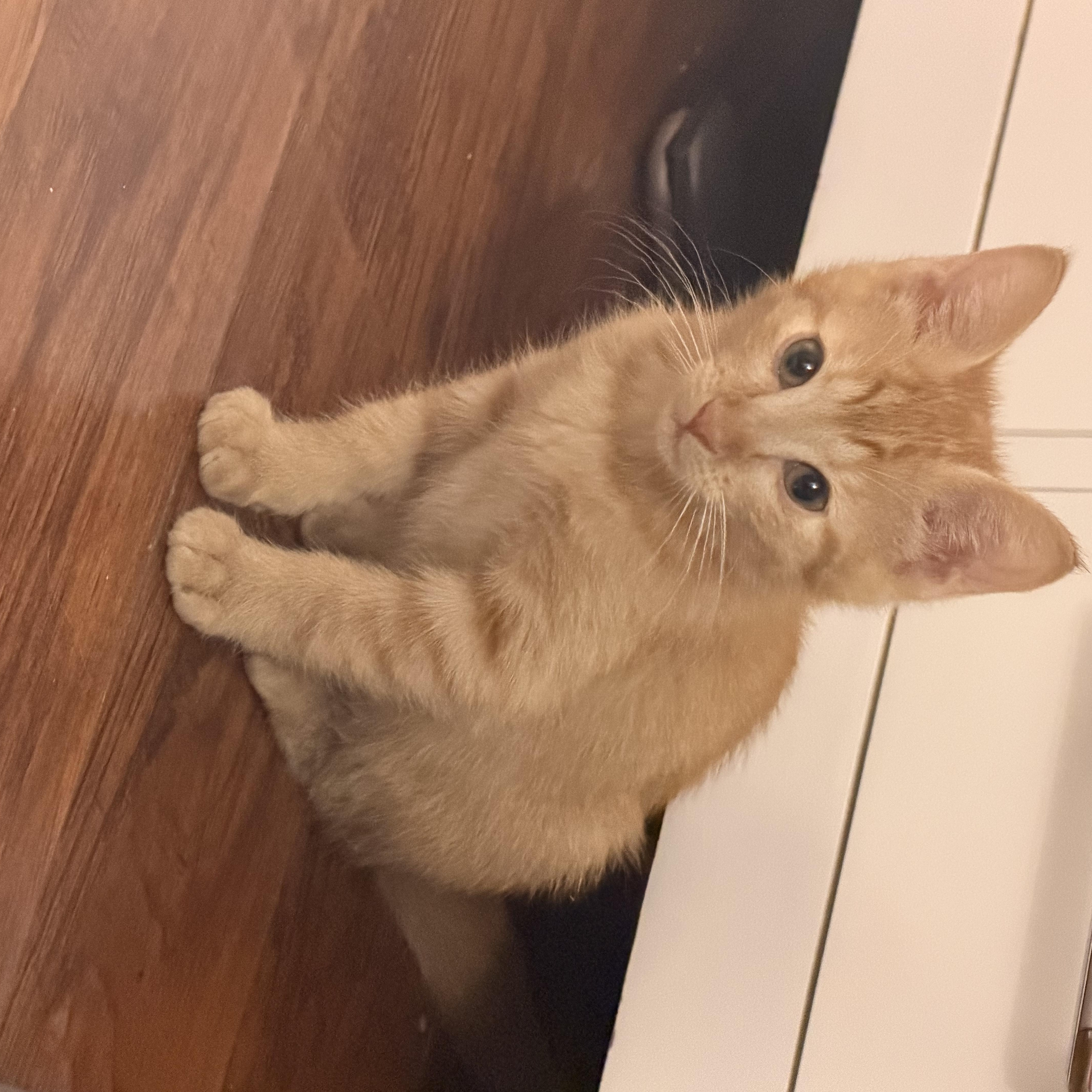Enlarge Poppy and Rusty, a Adoptable Domestic Short Hair in Denver, CO image 3/3