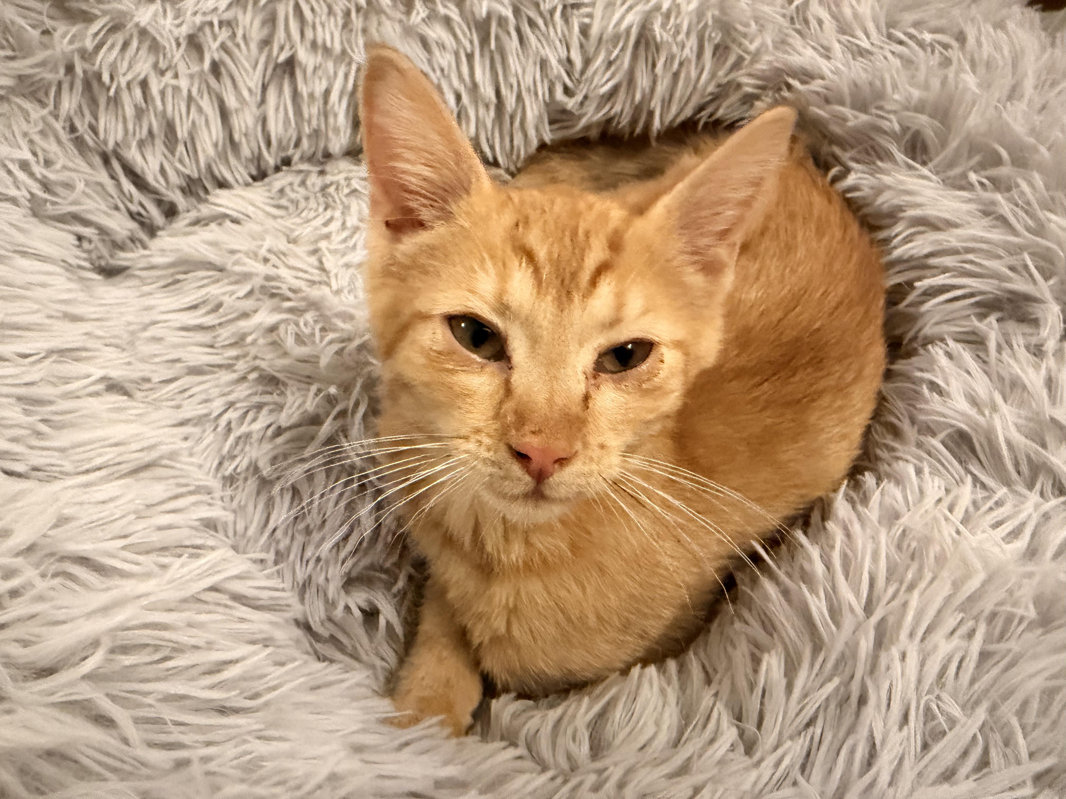 Enlarge Poppy and Rusty, a Adoptable Domestic Short Hair in Denver, CO image 2/3