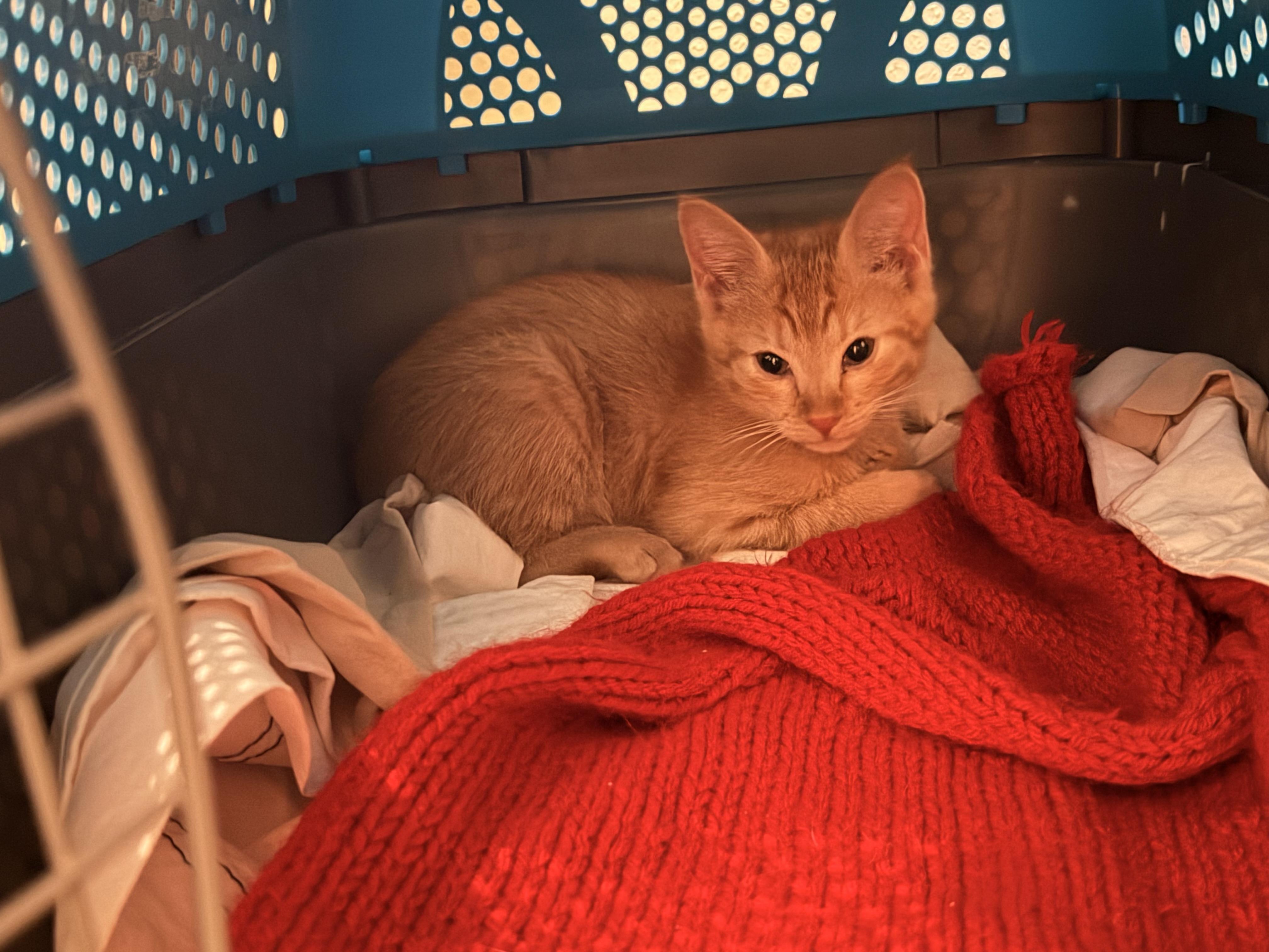 Poppy and Rusty, Adoptable, Young Female Domestic Short Hair.