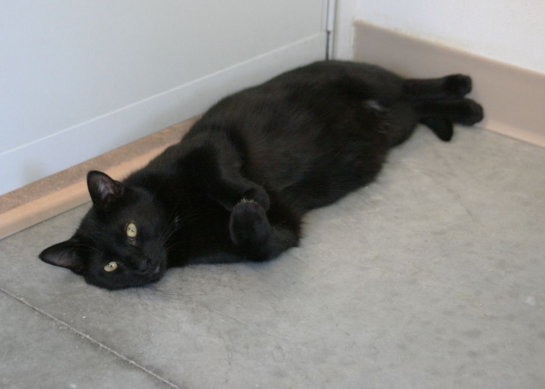 Rascal photo 6