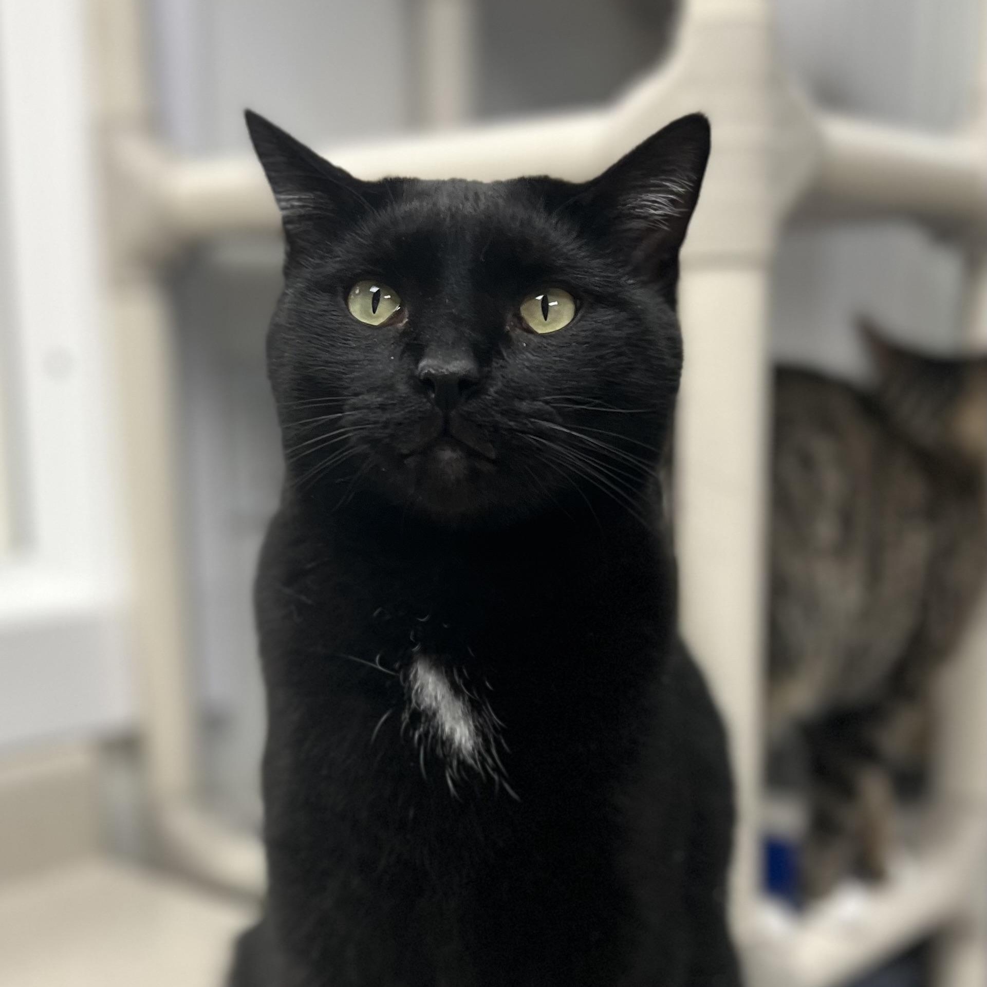 Rascal, Adult Male Domestic Short Hair
