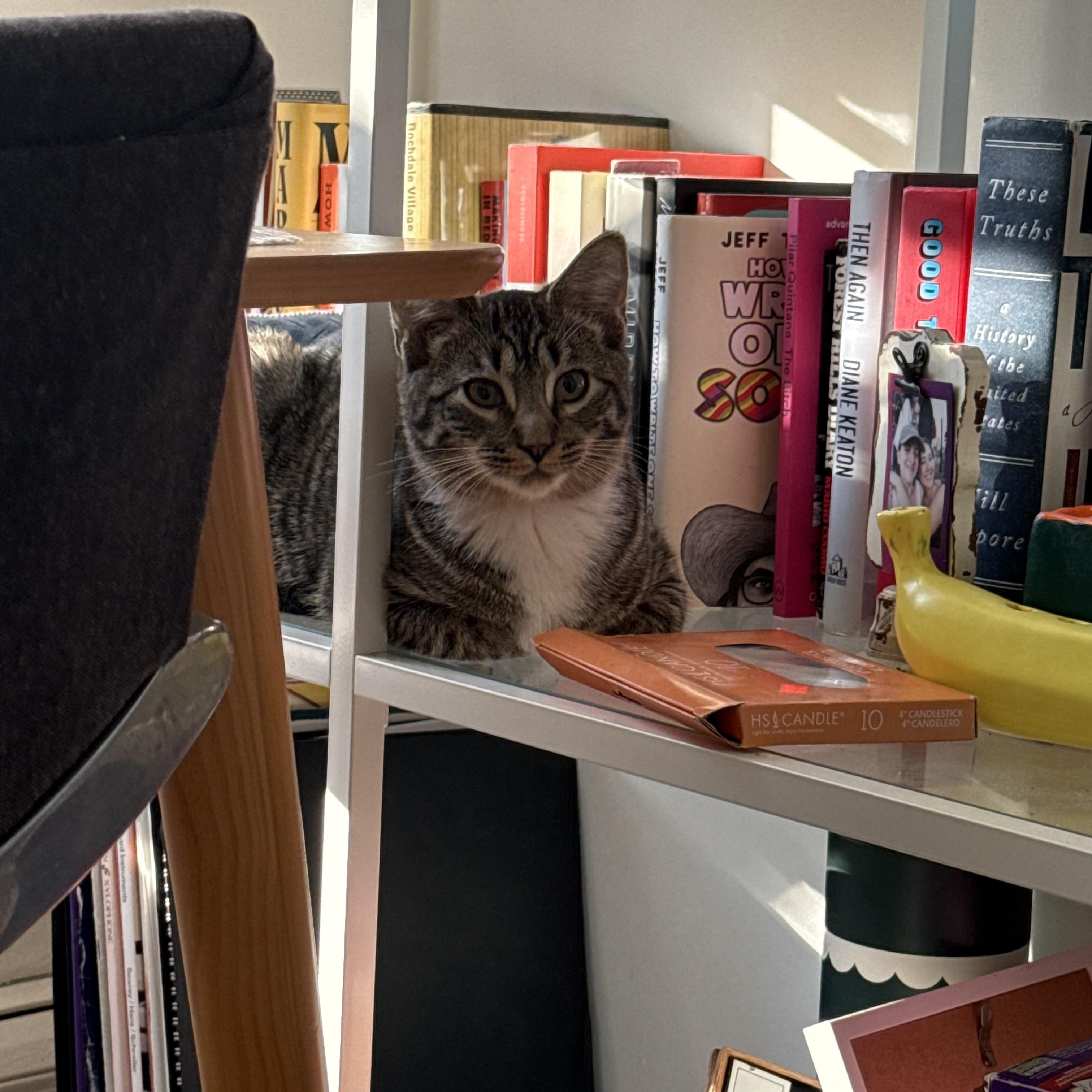 Enlarge Hemmy and Thimble, a ADOPTABLE Domestic Short Hair in Brooklyn, NY image 3/5