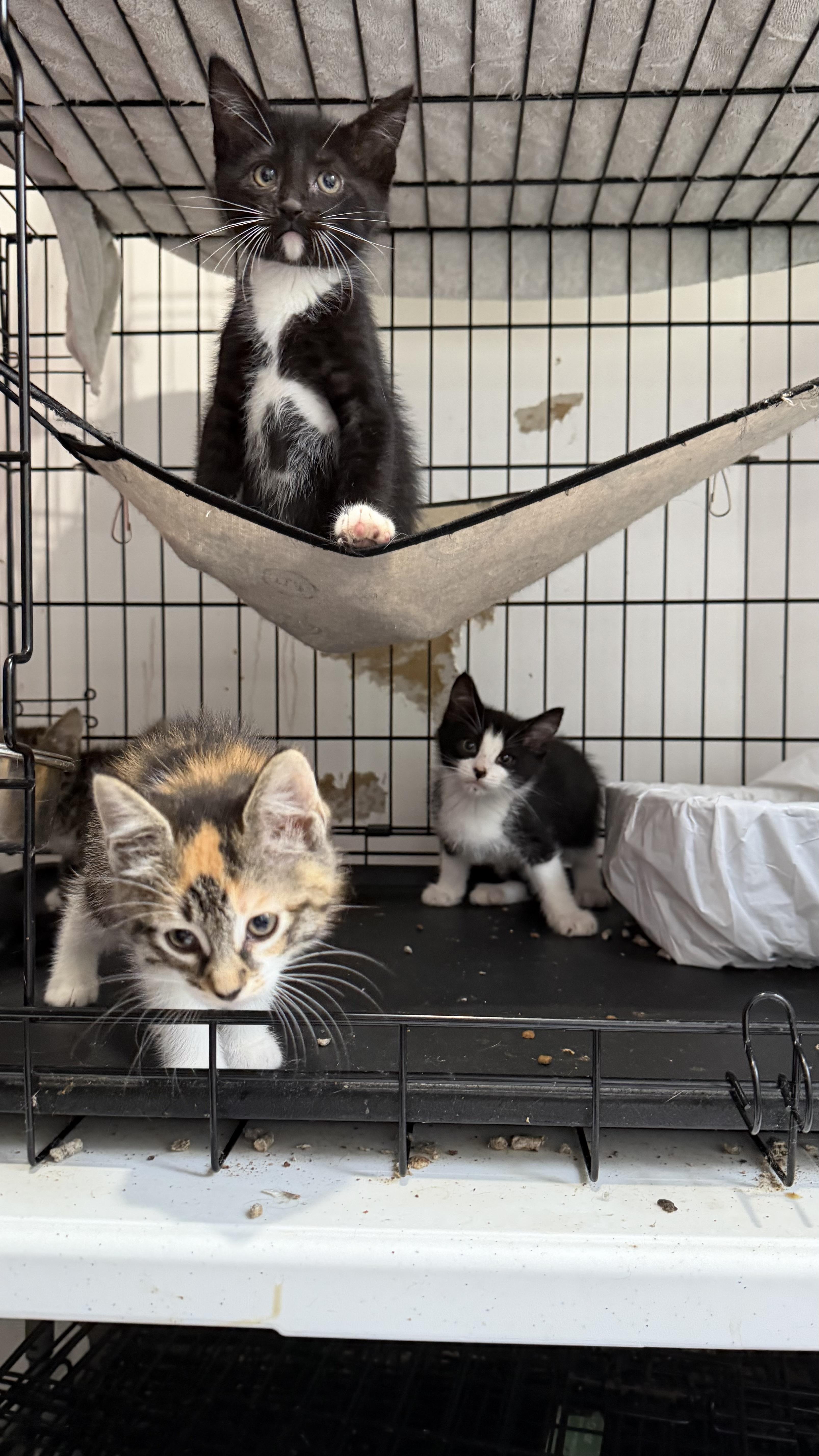 Enlarge Hemmy and Thimble, a ADOPTABLE Domestic Short Hair in Brooklyn, NY image 4/5