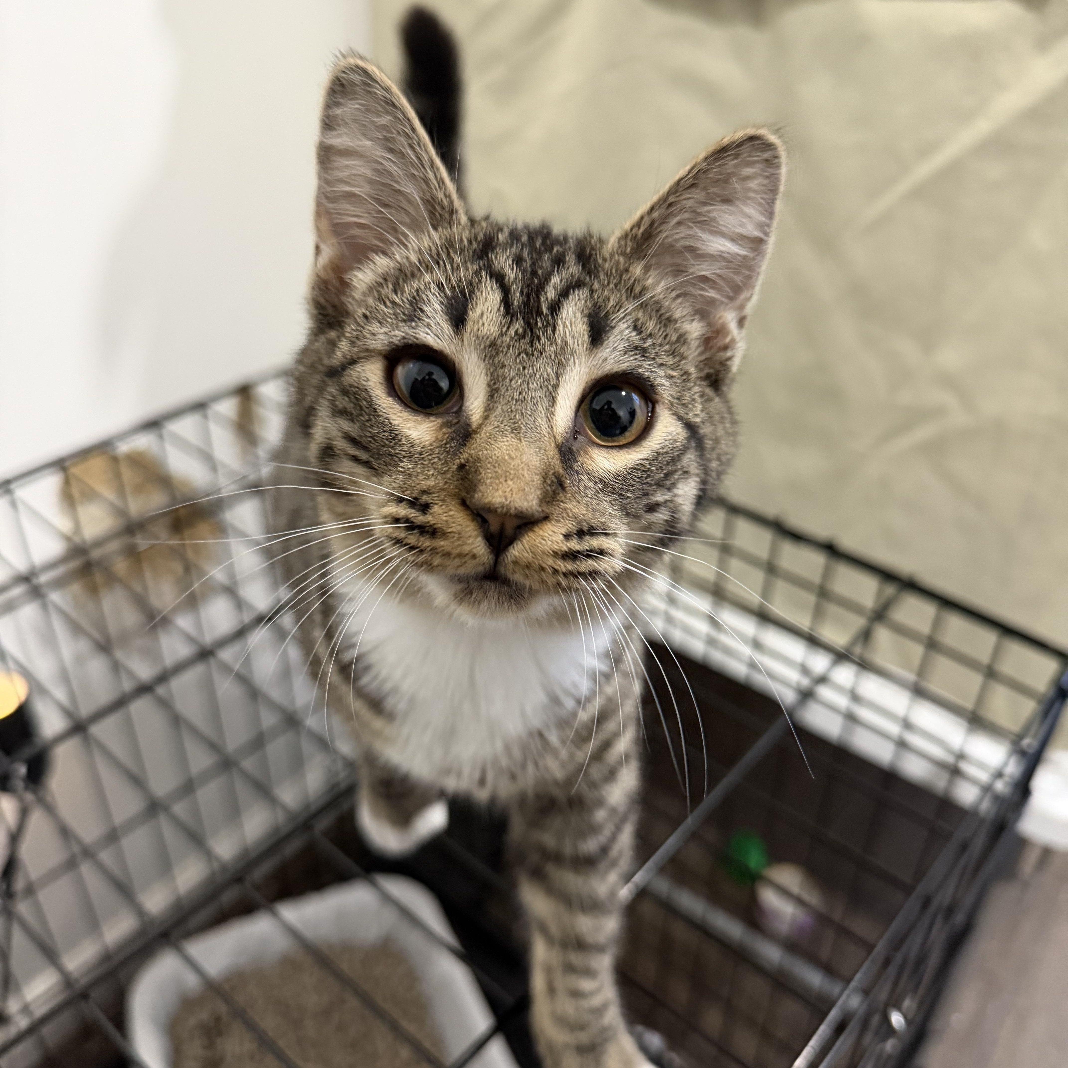 Hemmy and Thimble, ADOPTABLE, Young Male Domestic Short Hair.