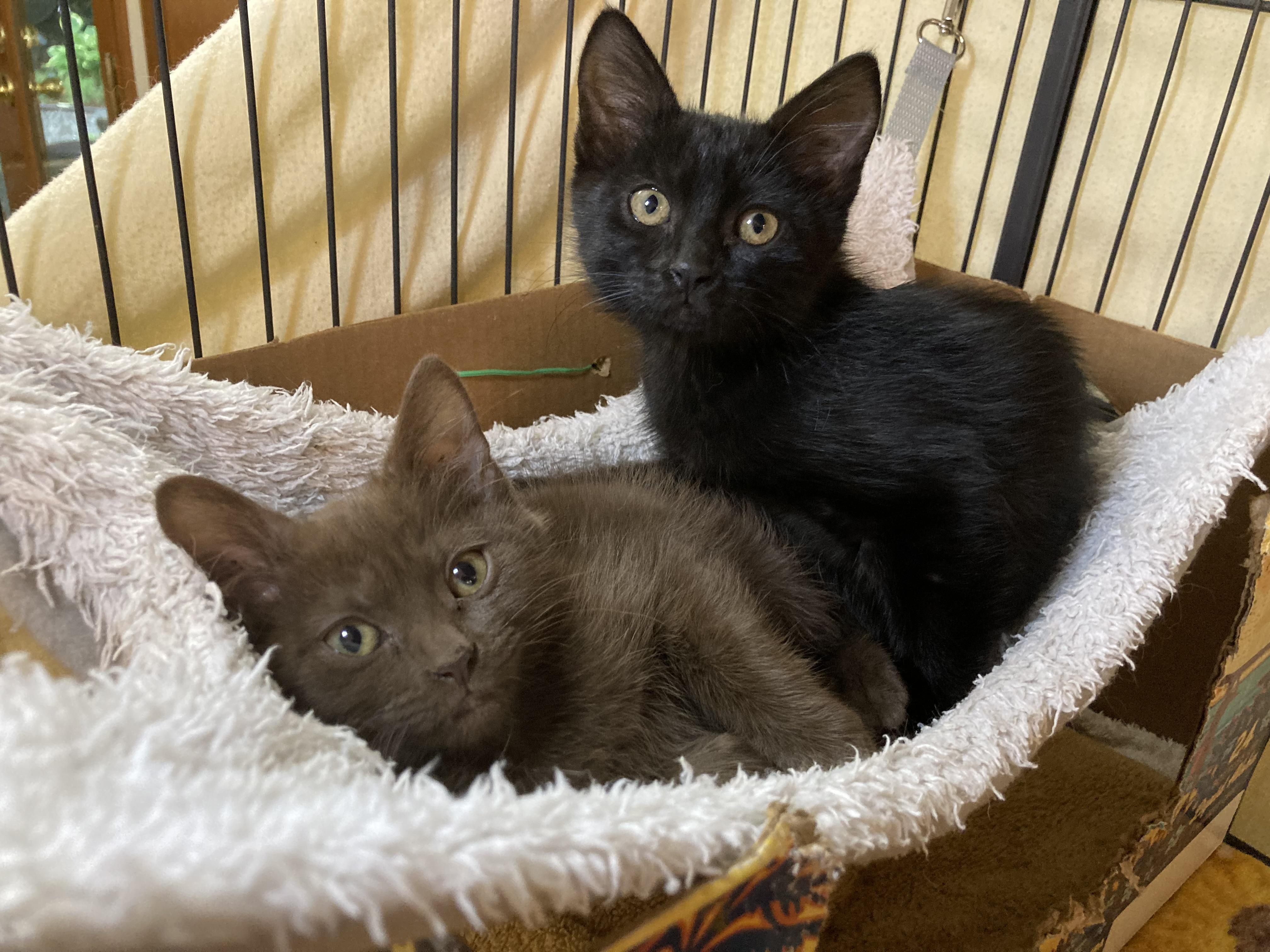Enlarge Beautiful chocolate 8 month old kitten… with an issue., a Adopted mixed breed in Everett, WA image 2/3