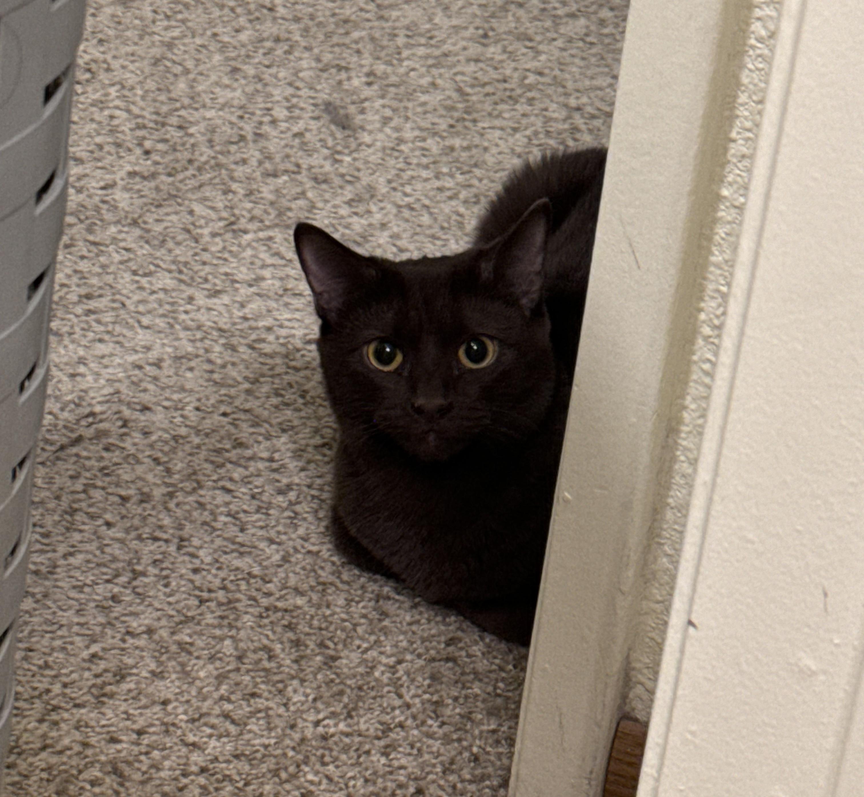 Enlarge Beautiful chocolate 8 month old kitten… with an issue., a Adopted mixed breed in Everett, WA image 3/3