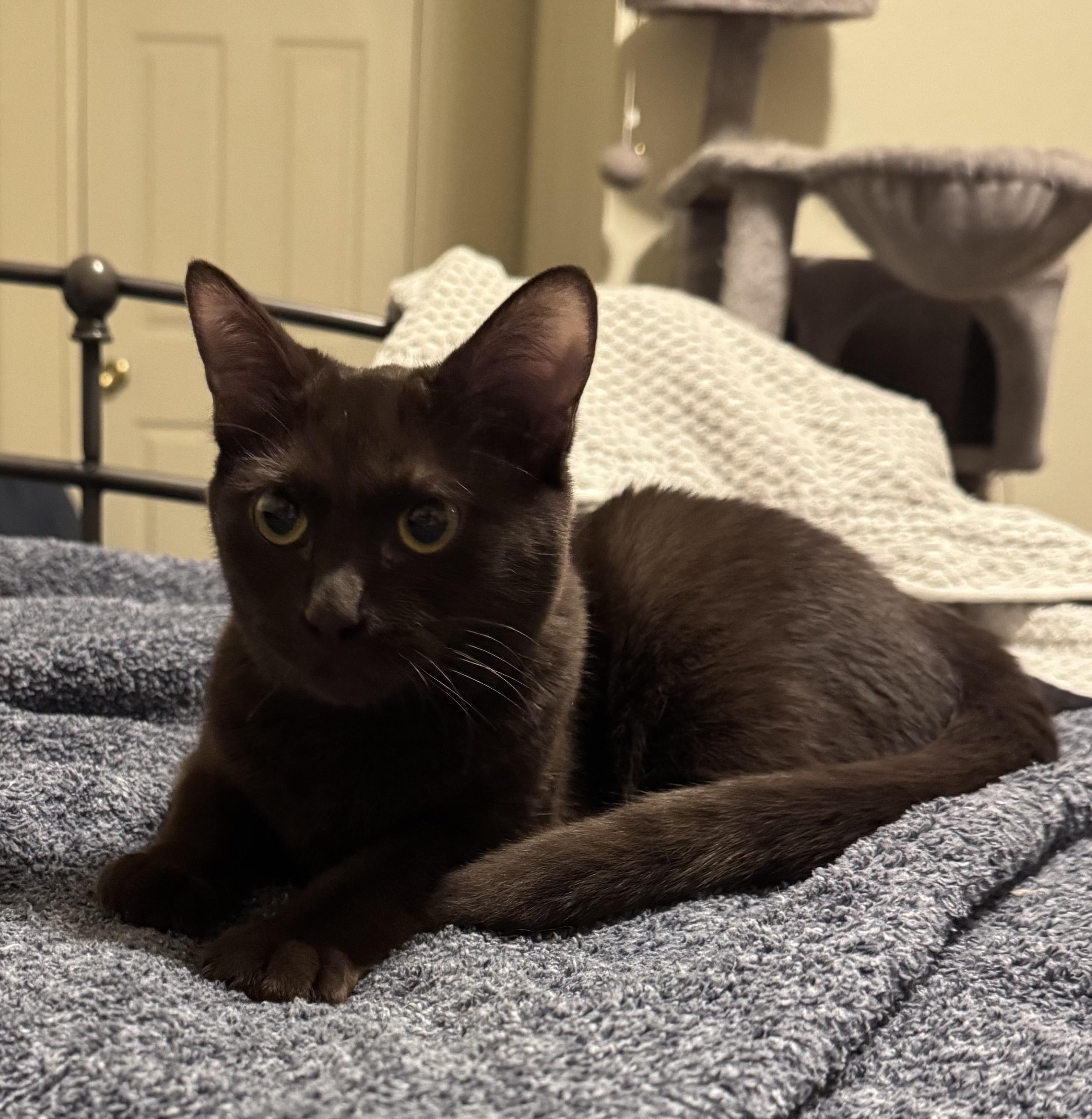 Beautiful chocolate 8 month old kitten… with an issue., Adopted, Young Female Domestic Short Hair.