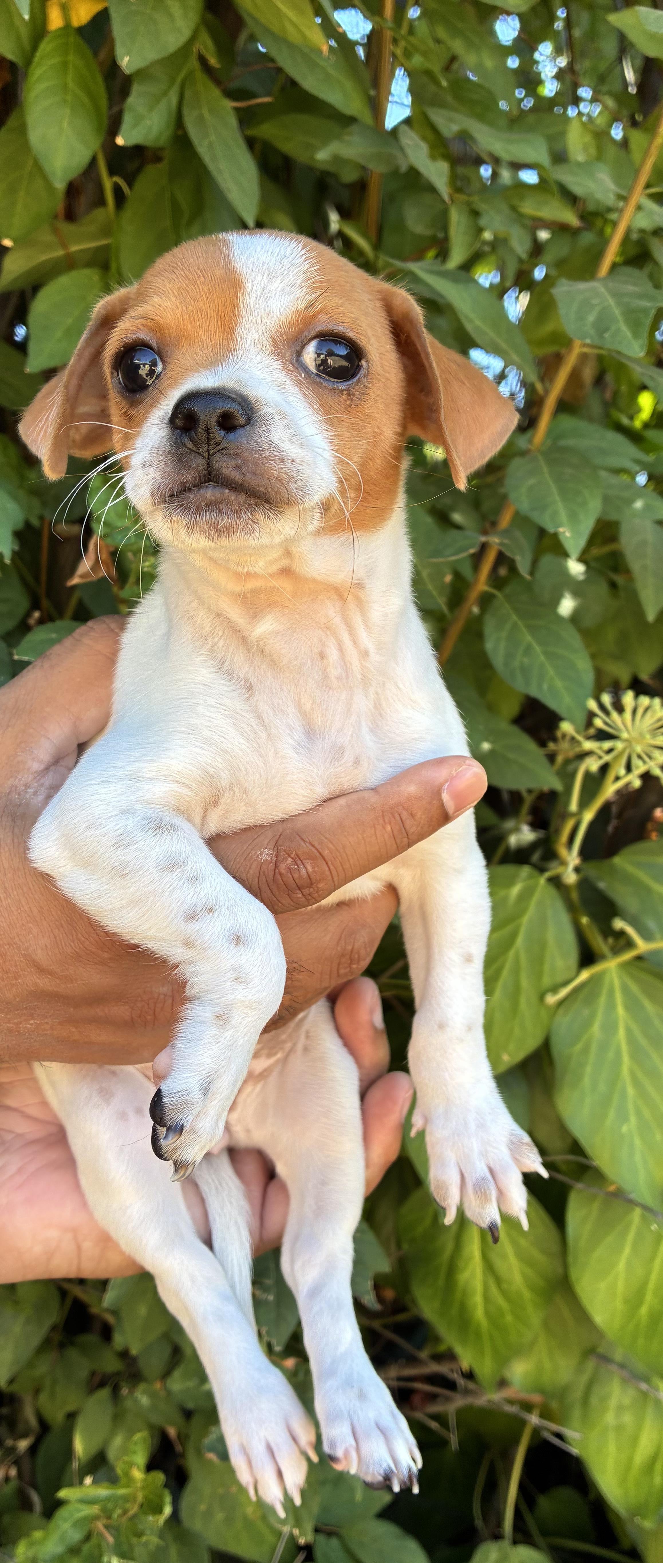 Enlarge Nala, a Adopted mixed breed in Penryn, CA image 3/3