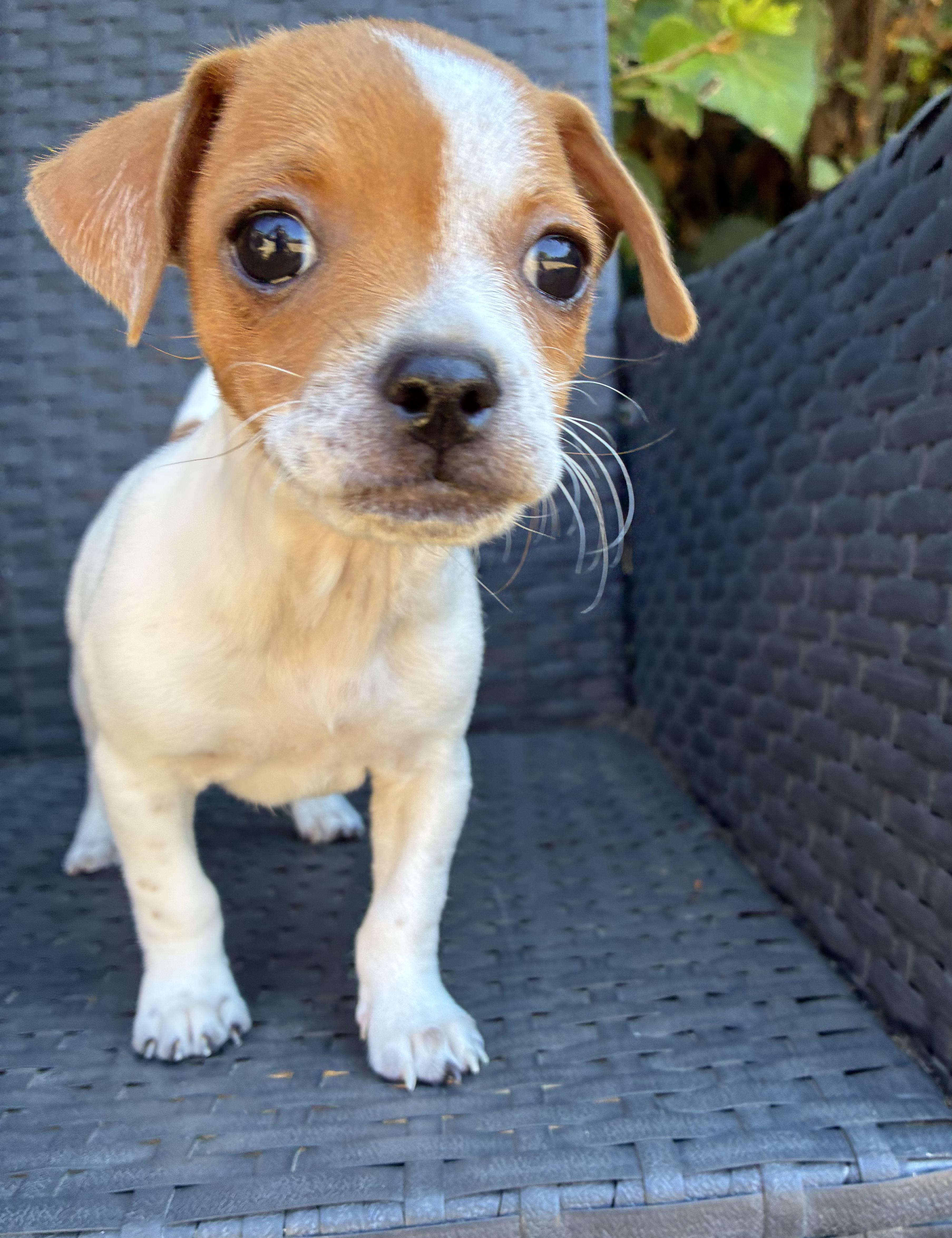 Nala, ADOPTABLE, Puppy Female Jack Russell Terrier.