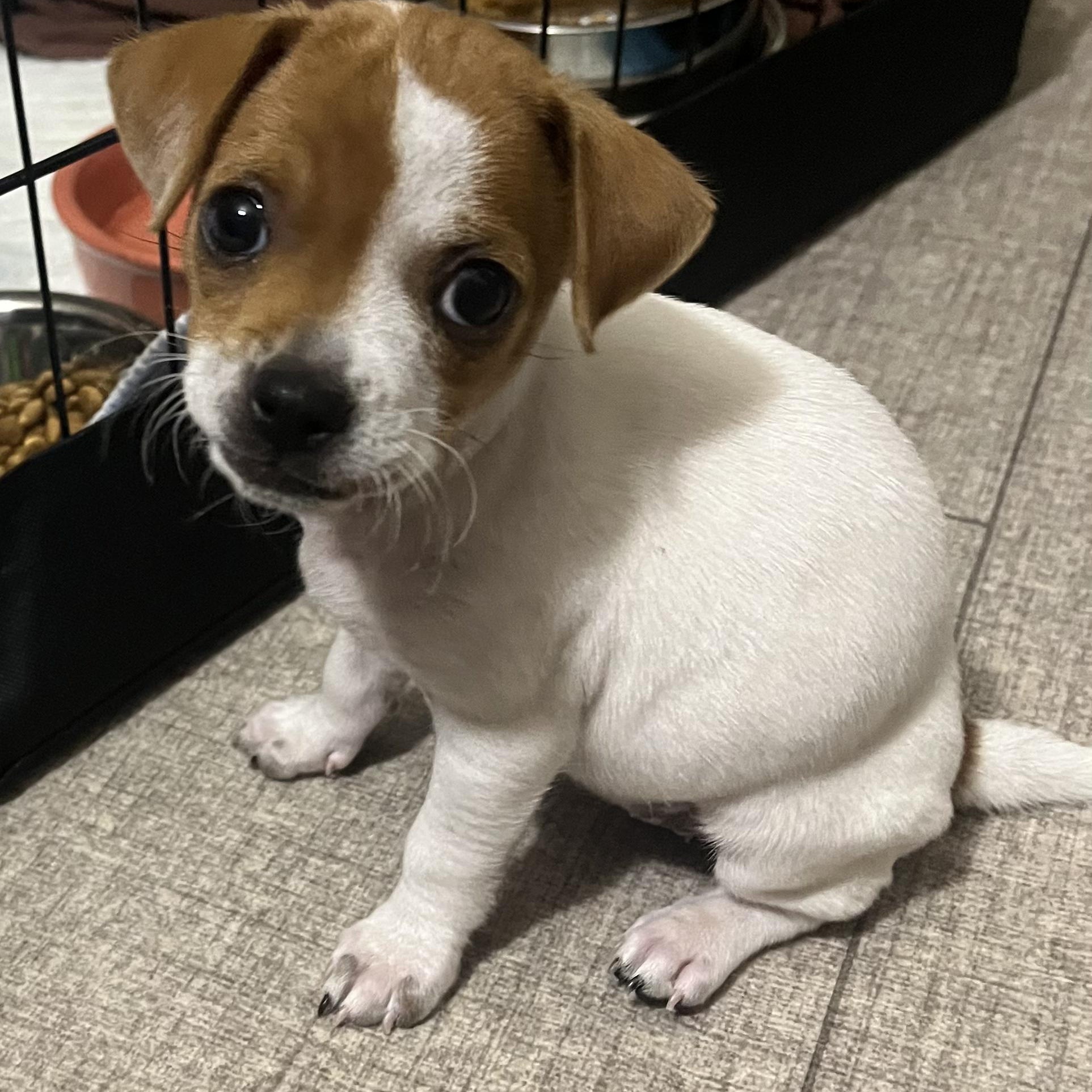 Enlarge Nala, a Adopted mixed breed in Penryn, CA image 2/3