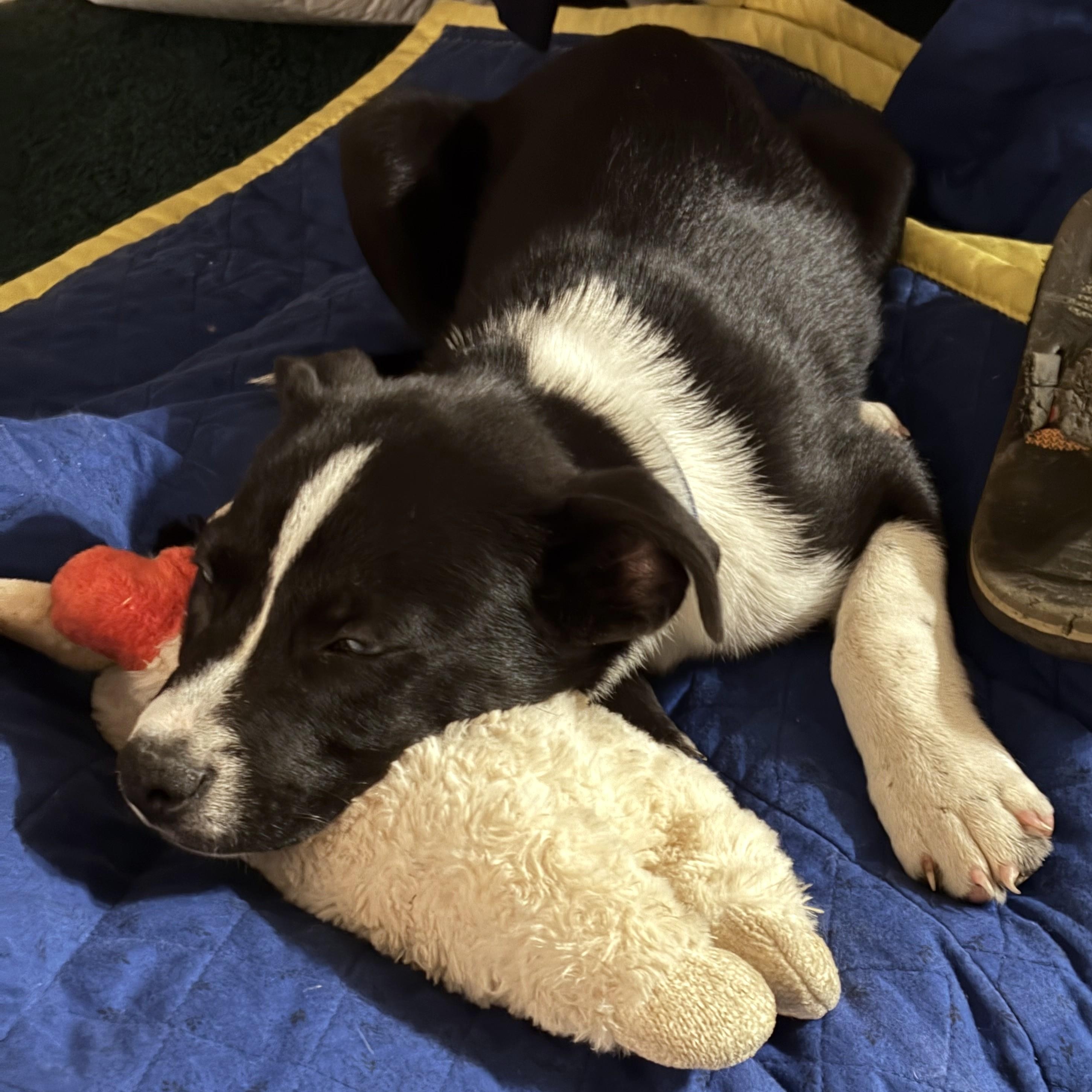 Enlarge Pip, an adopted mixed breed in Shingletown, CA image 4/5