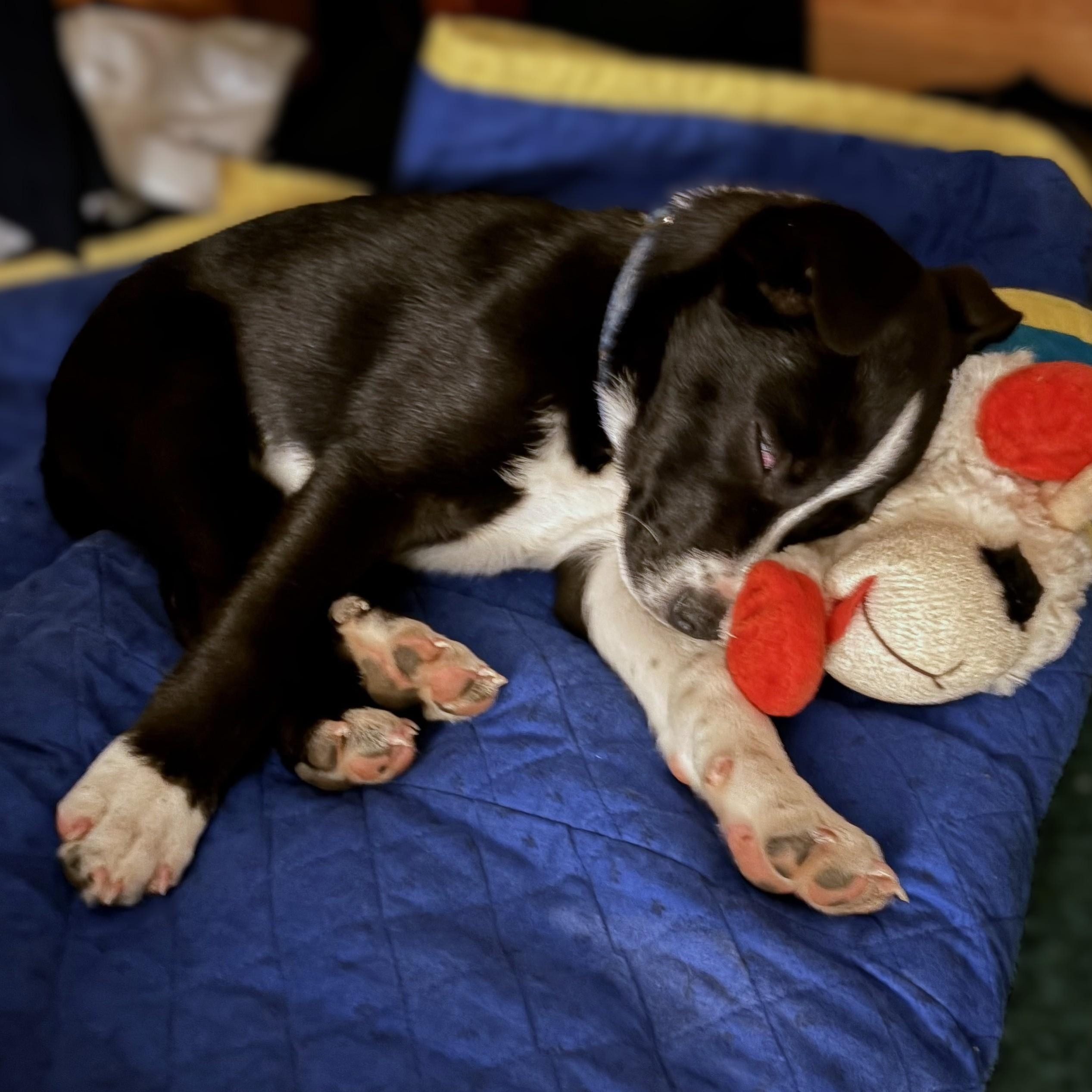 Enlarge Pip, an adopted mixed breed in Shingletown, CA image 5/5