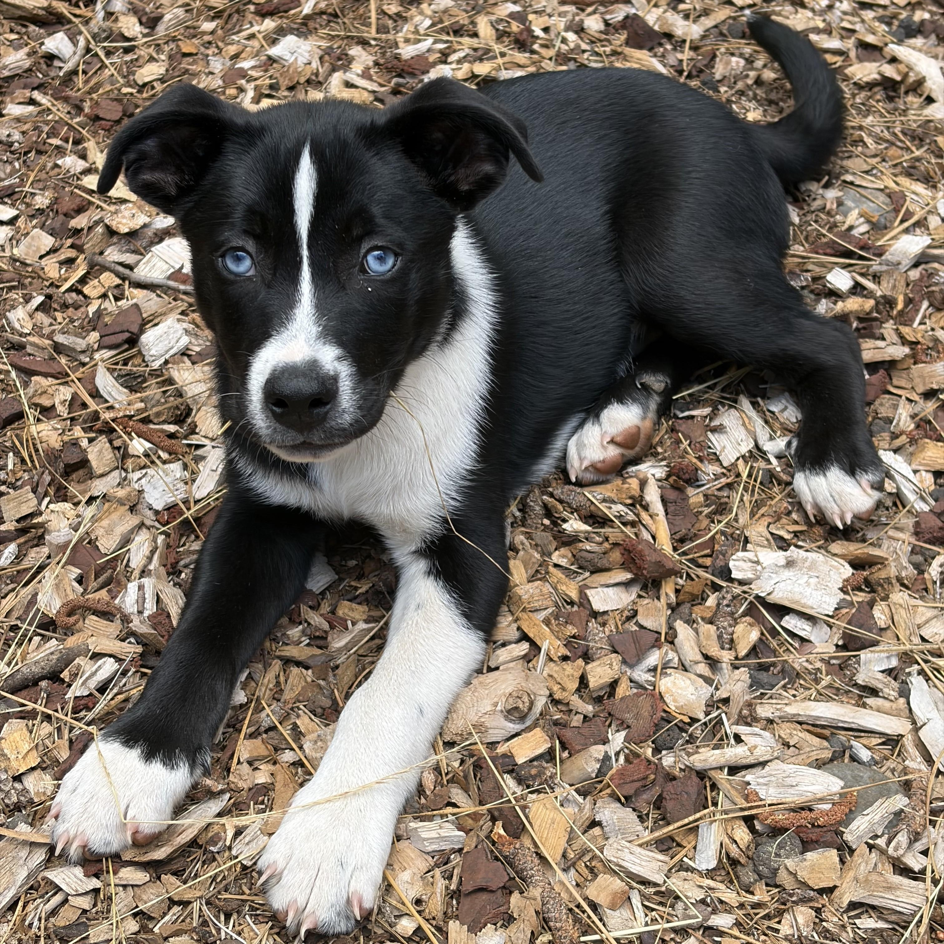 Enlarge Pip, an adopted mixed breed in Shingletown, CA image 2/5