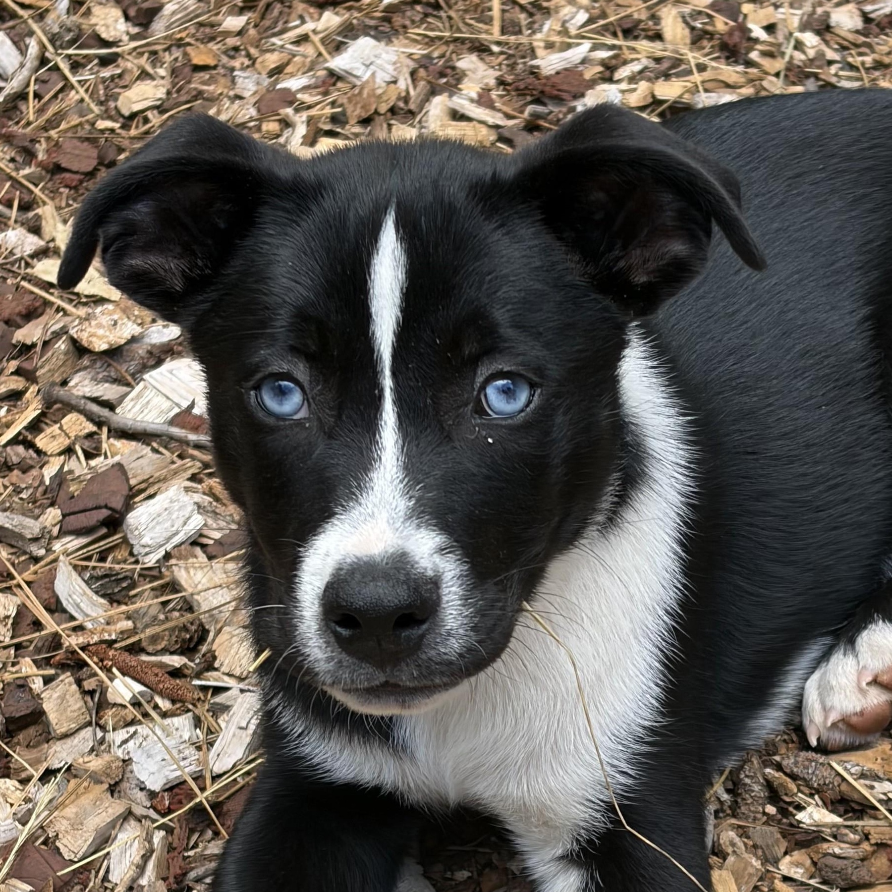 Enlarge Pip, an adopted mixed breed in Shingletown, CA image 1/5