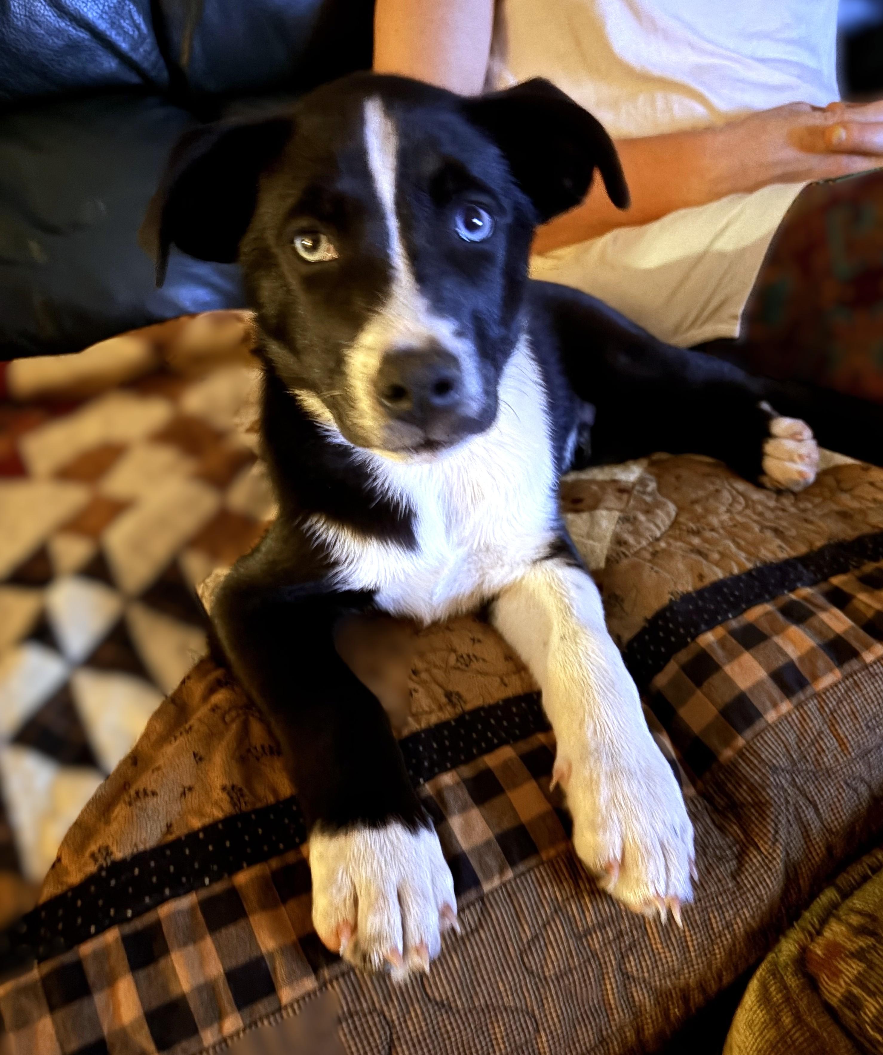 Enlarge Pip, an adopted mixed breed in Shingletown, CA image 3/5