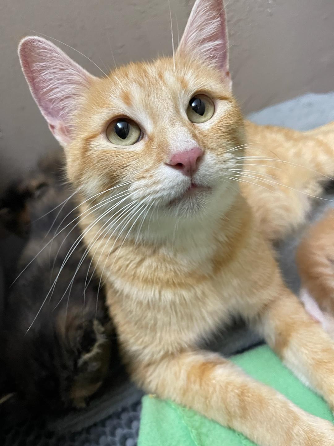 Trinity, a Adoptable Domestic Short Hair in Terrell, TX image 5/5