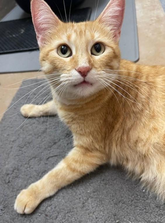 Trinity, Adoptable, Adult Female Domestic Short Hair.