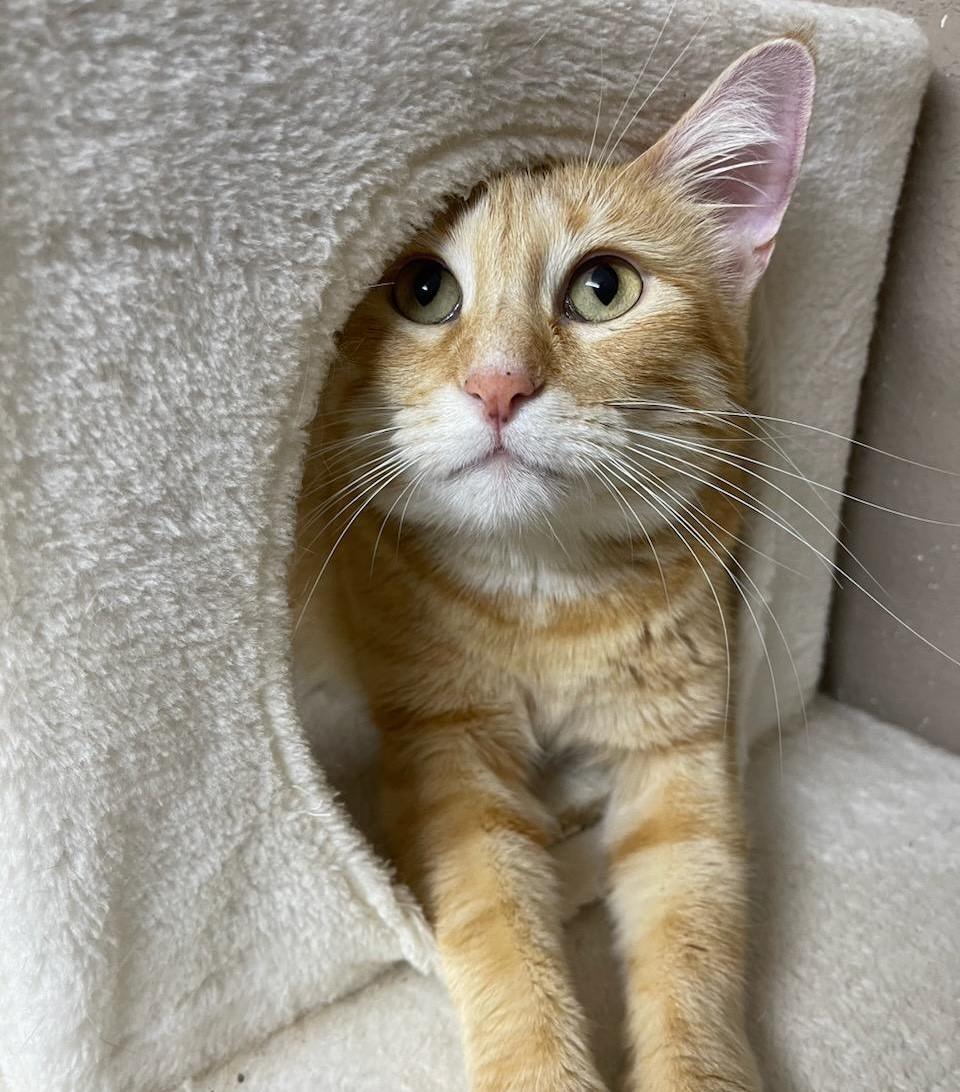 Trinity, a Adoptable Domestic Short Hair in Terrell, TX image 2/5