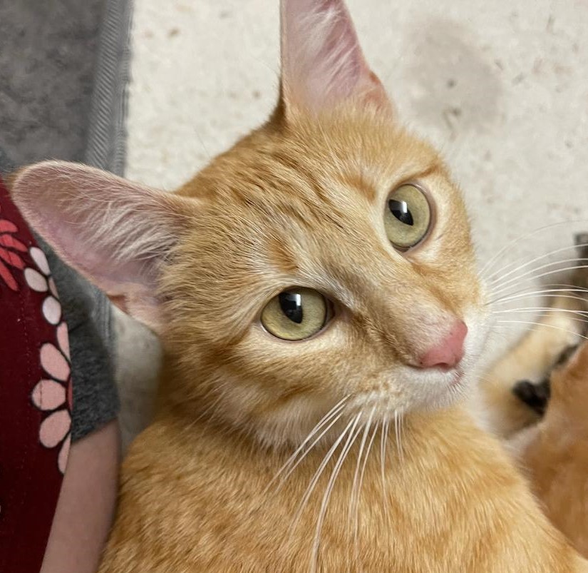 Trinity, a Adoptable Domestic Short Hair in Terrell, TX image 4/5