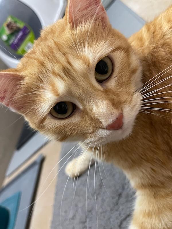 Trinity, a Adoptable Domestic Short Hair in Terrell, TX image 3/5