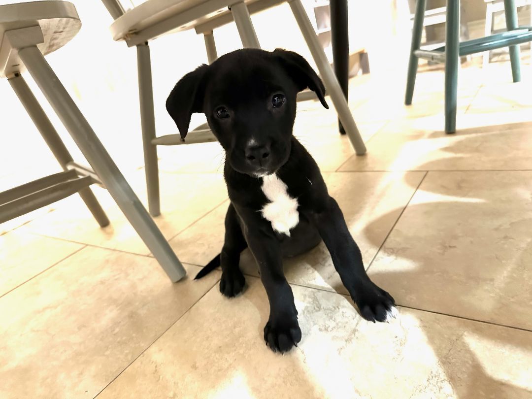 Hershey, an adopted Black Labrador Retriever Mix in Jefferson , LA_image-1