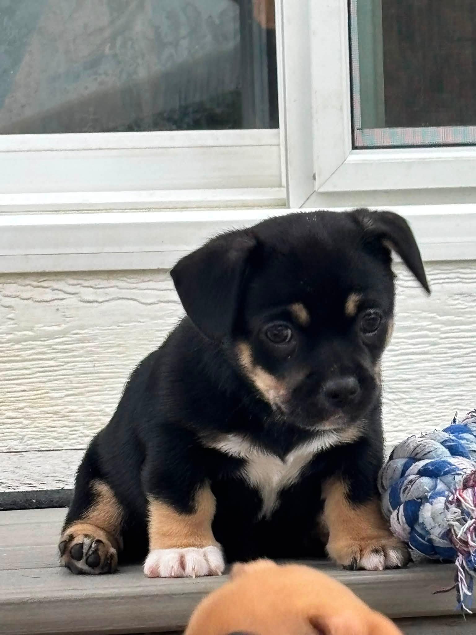 Bear, Adopted, Puppy Male Chihuahua & French Bulldog.