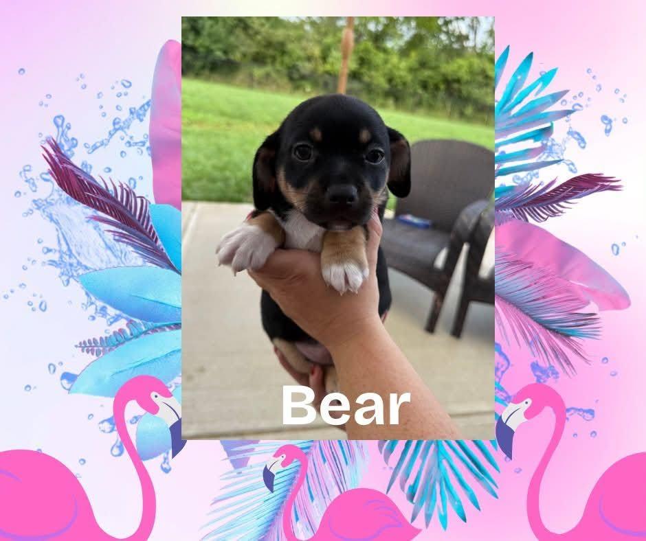 Enlarge Bear, a Adopted mixed breed in Xenia, OH image 2/2
