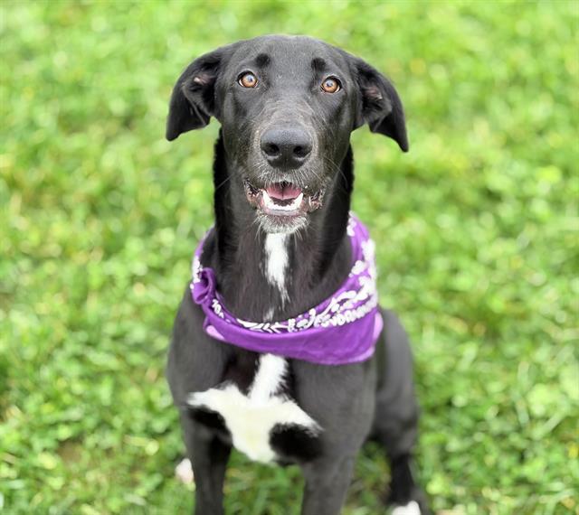 PERSEPHONE, Adoptable, Young Female Great Dane & Australian Shepherd.
