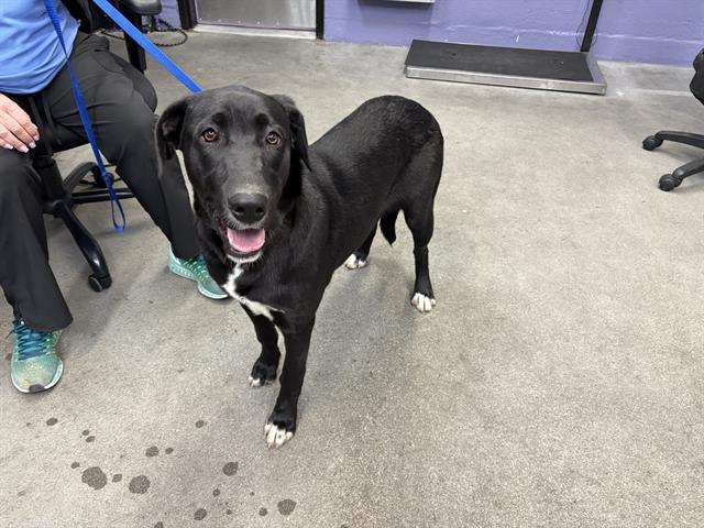 PERSEPHONE, Adoptable, Young Female Great Dane & Australian Shepherd.