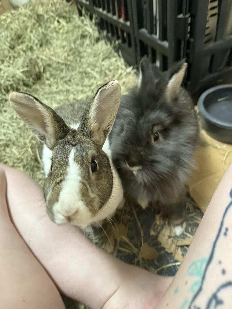 Chives and Thyme, Adoptable, Adult Female Lionhead & Dutch.