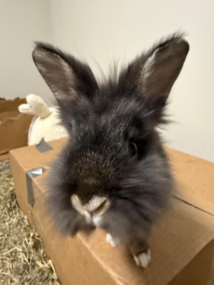 Chives and Thyme, a Adoptable mixed breed in Melbourne, FL image 2/6