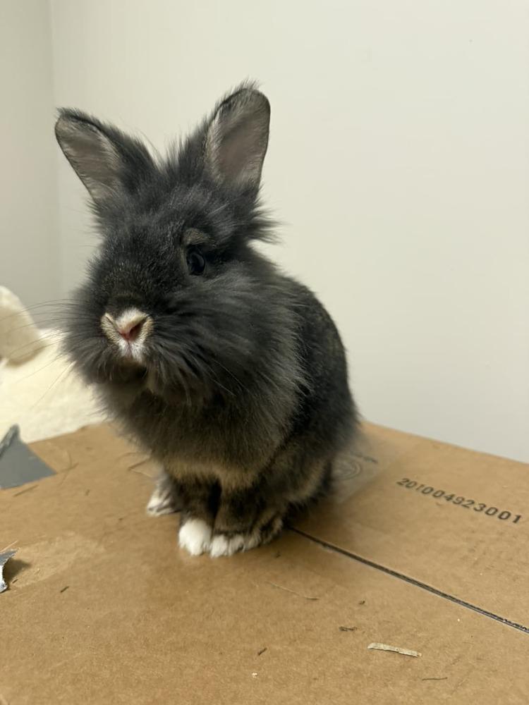 Chives and Thyme, a Adoptable mixed breed in Melbourne, FL image 3/6