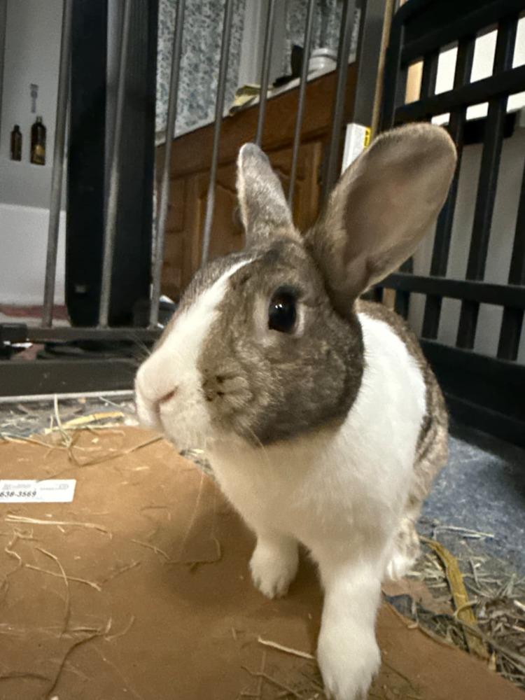 Chives and Thyme, a Adoptable mixed breed in Melbourne, FL image 4/6