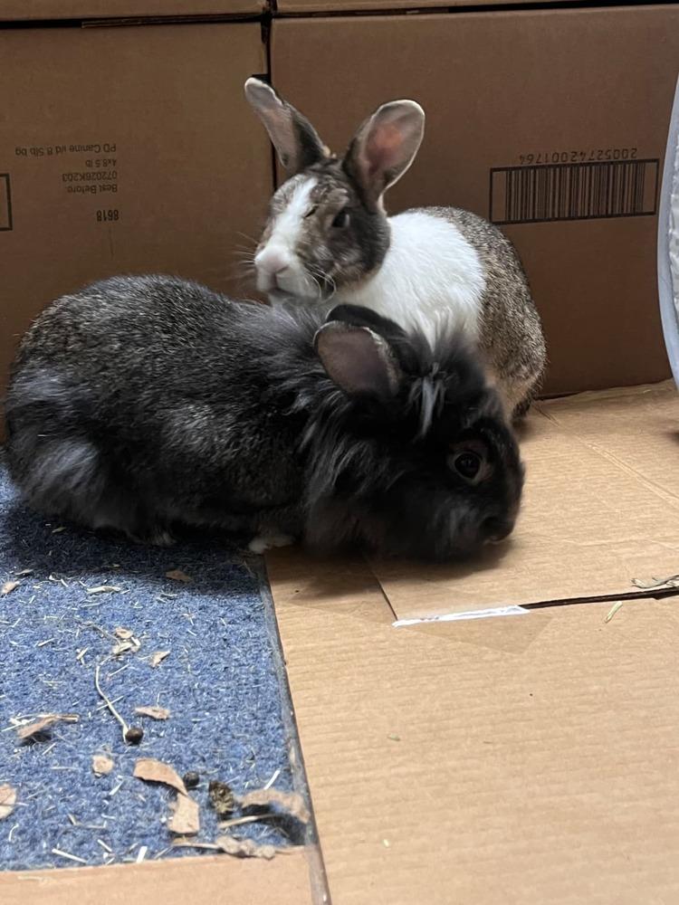 Chives and Thyme, a Adoptable mixed breed in Melbourne, FL image 5/6