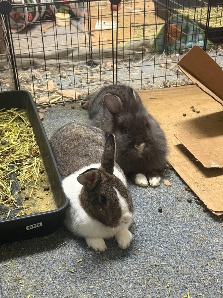 Chives and Thyme, a Adoptable mixed breed in Melbourne, FL image 6/6