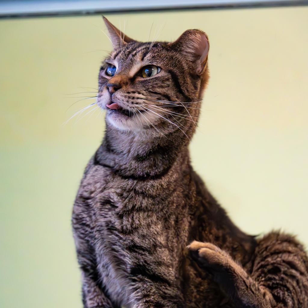 Tweety Bird, a Adoptable Domestic Short Hair in Port Richey, FL image 4/6