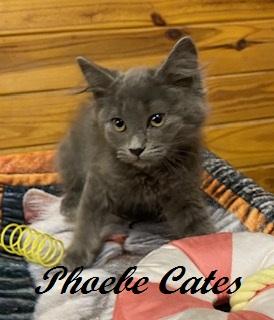 Enlarge Phoebe Cates, a Adoptable Domestic Long Hair in Raleigh, NC image 2/4