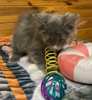 Enlarge Phoebe Cates, a Adoptable Domestic Long Hair in Raleigh, NC image 3/4