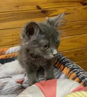 Enlarge Phoebe Cates, a Adoptable Domestic Long Hair in Raleigh, NC image 4/4