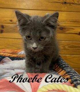 Phoebe Cates, Adoptable, Kitten Female Domestic Long Hair.