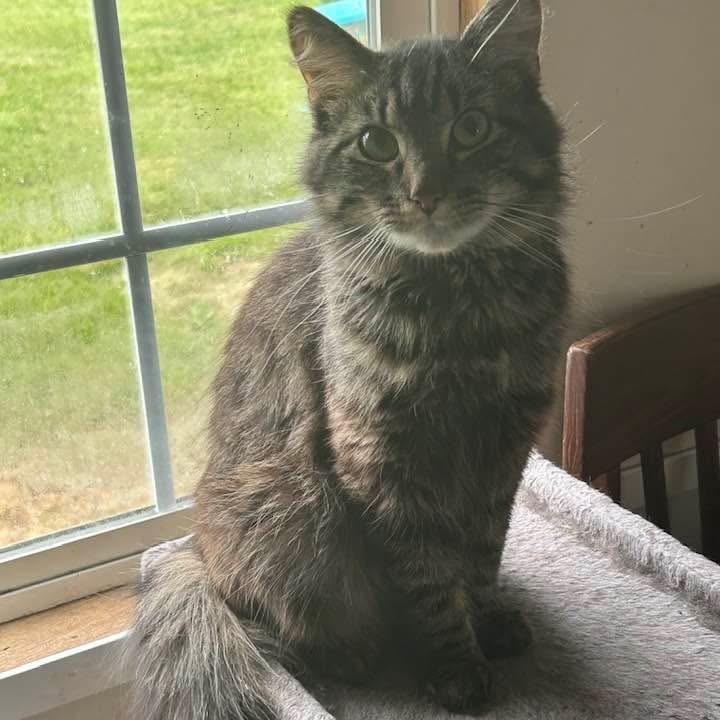 Enlarge Tyson , a ADOPTABLE Domestic Long Hair in Frederick, MD image 1/1