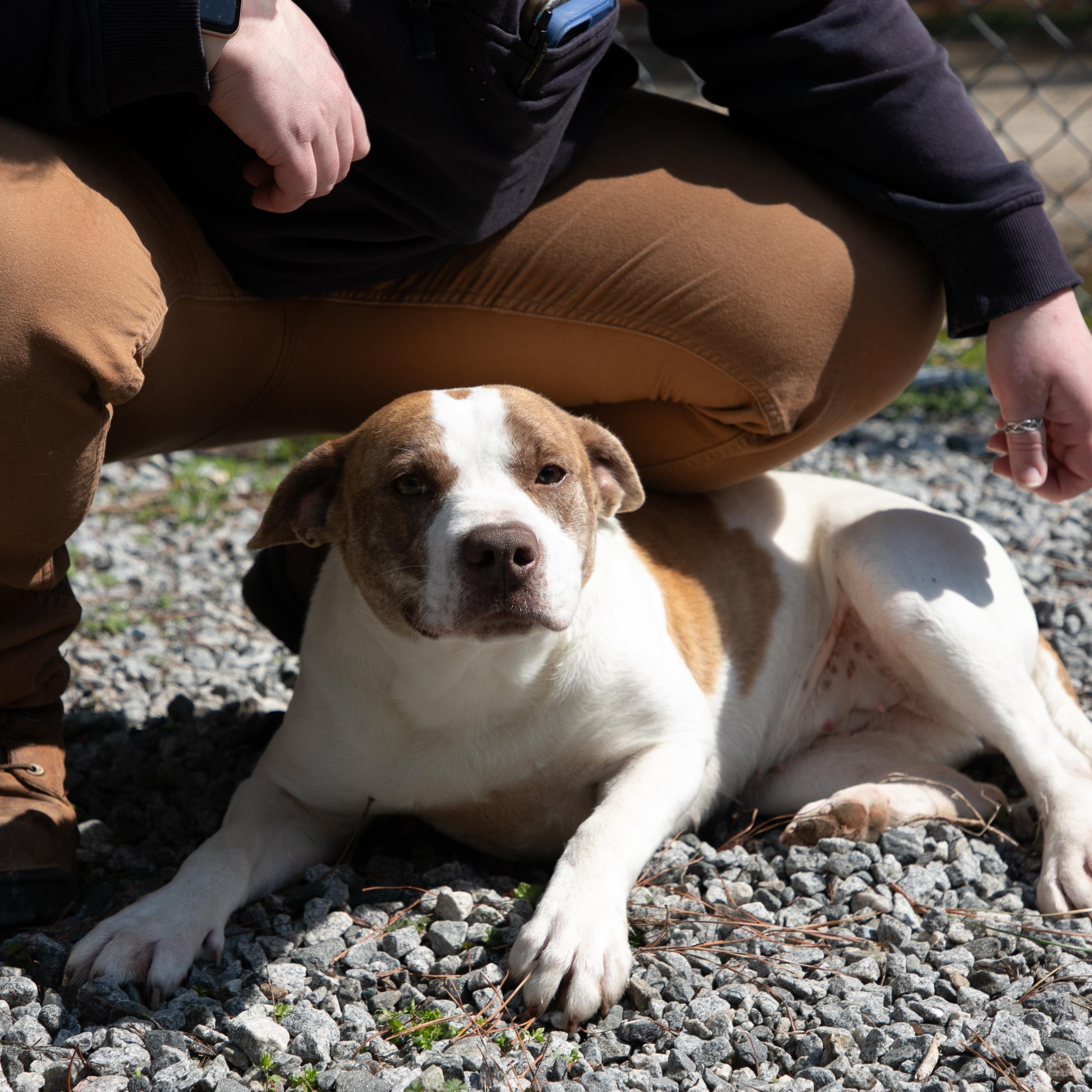 Pancake, a ADOPTABLE American Bully in Farmville, VA image 2/3