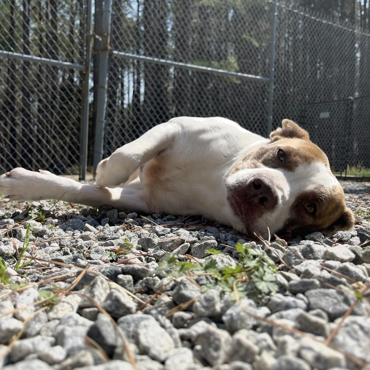 Pancake, a ADOPTABLE American Bully in Farmville, VA image 1/3