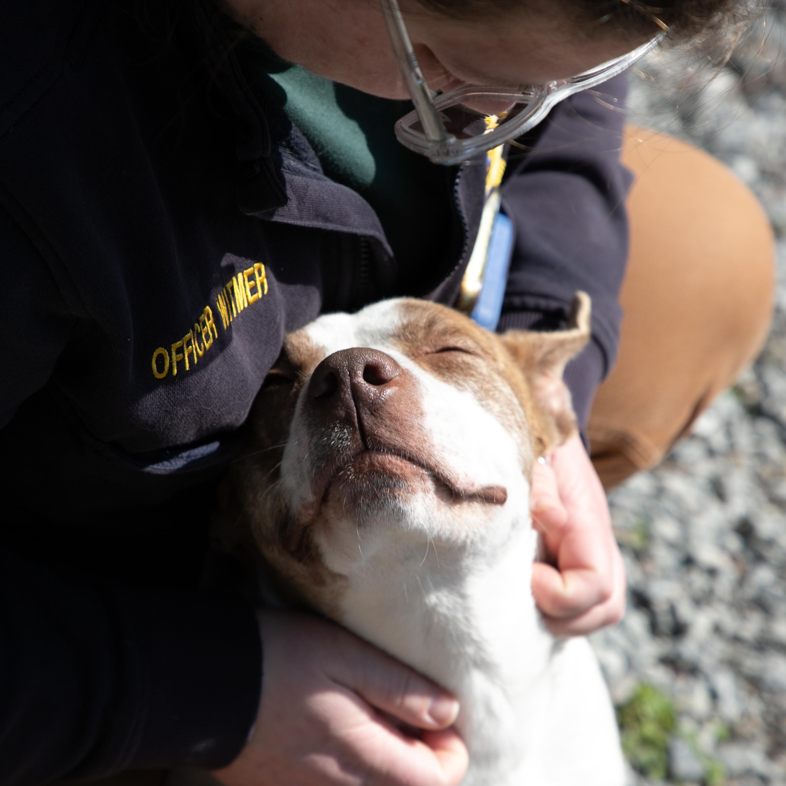 Pancake, a ADOPTABLE American Bully in Farmville, VA image 3/3