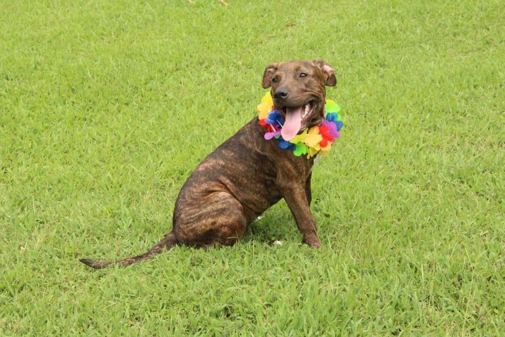 Enlarge Missy, a Adoptable mixed breed in New Bedford, MA image 1/6