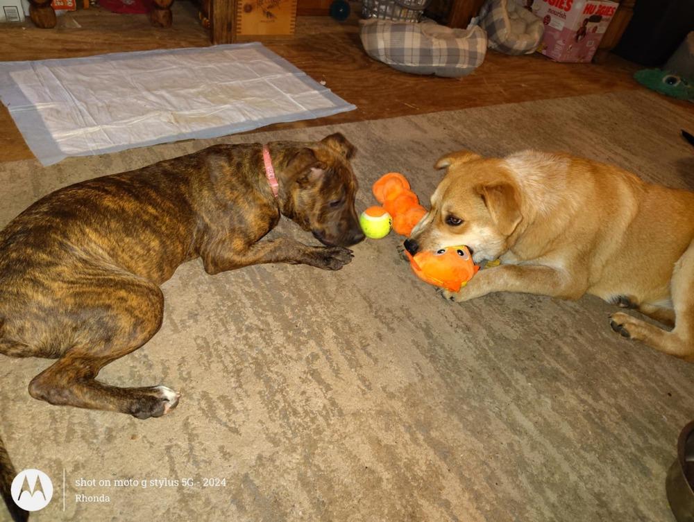 Enlarge Missy, a Adoptable mixed breed in New Bedford, MA image 2/6