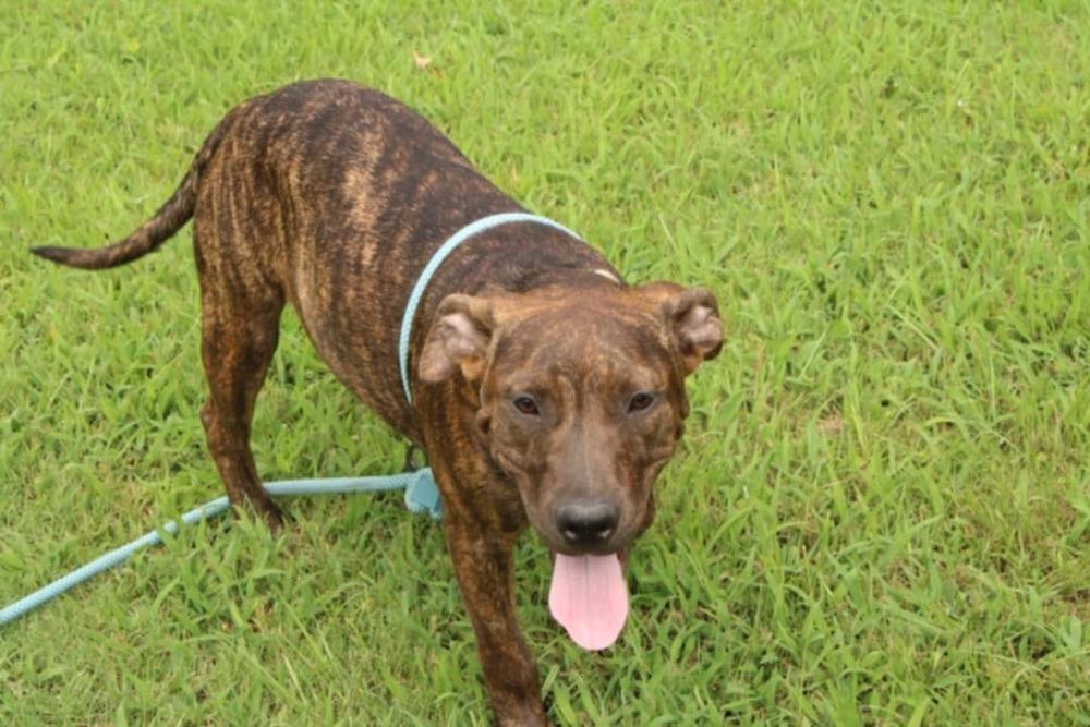 Enlarge Missy, a Adoptable mixed breed in New Bedford, MA image 3/6