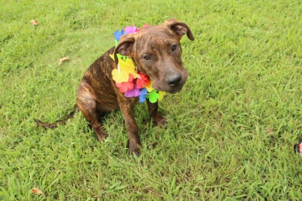 Enlarge Missy, a Adoptable mixed breed in New Bedford, MA image 4/6