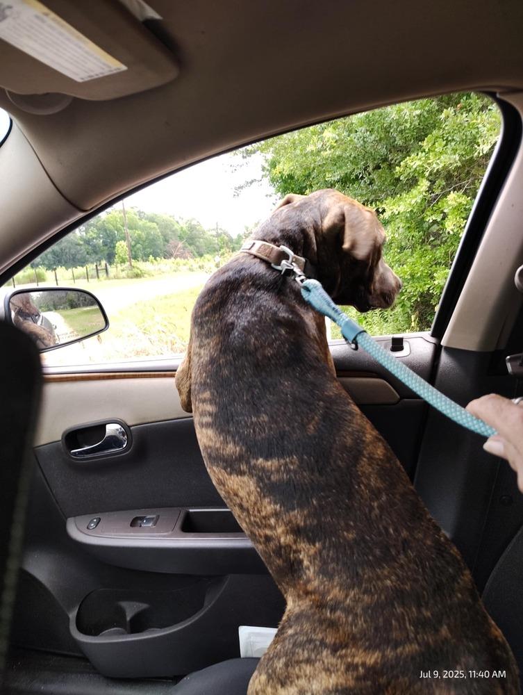 Enlarge Missy, a Adoptable mixed breed in New Bedford, MA image 5/6